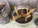 8年玫瑰老桩花苗玫瑰盆栽花卉观赏花植物阳台室内室外盆栽地栽花老桩蔷薇花多次开花 卡罗拉 【20号】5棵装 不含盆 实拍图