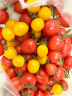 京地达 栗贝诺山东圣女果三色番茄组合水果小番茄 净重4.5斤源头直发 晒单实拍图