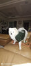 SLPC狗狗衣服小型犬泰迪衣服两脚卫衣猫咪服装比熊博美法斗宠物衣服 墨绿色 XXL（12-18斤左右） 实拍图