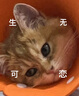 唐宠 伊丽莎白圈猫幼猫项圈猫咪吐司耻辱圈猫脖圈绝育手术防舔可调节 白色字母S码(建议0-6斤) 伊丽莎白圈 实拍图