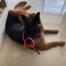 猫姐汪弟 狗绳子大型犬牵引绳反光牵引带加长2米中型犬遛狗绳狗链拴狗绳 粉色1.5米狗绳 实拍图