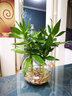 青源绿萝盆栽室内绿植花卉水培植物大叶绿箩 1盆360超大盆一盆顶六盆 带盆栽好 实拍图