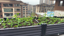 原起点50cm加大阳台种菜箱长方形塑料花盆户外蔬菜种植神器室外花箱花槽 【加厚】单层5联箱(250*40*21） 实拍图
