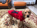 楚克奇（CHUKCHI）大狗衣服边牧金毛中大型犬冬装狗棉衣马犬马甲背心连帽两腿喜庆 红色 28号颈围50CM*胸围68CM*背长55CM 实拍图