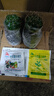 种花迷绯花玉仙人球盆栽四季开花好活净化空气吸甲醛桌摆办公室花卉绿植 玫红原盆原土 小球3-4厘米 实拍图