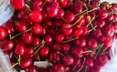田拾记智利车厘子【JD-多地次日达】4j级车厘子5kg樱桃水果送礼品礼盒 4斤(净重) 【超划算】 巨无霸 JJJ 30-32mm丨超大超甜 实拍图
