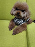 ISPET狗狗衣服宠物泰迪猫咪衣服金毛大中小型犬薄款四季通用&新疆棉 黑色-部分码数升级两袖 L 建议8-10斤 实拍图
