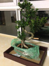 山头林村大型榕树S造型盆景盆栽室内风吹气根客厅植物人参老桩 小S榕树(50cm) 实拍图