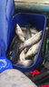 达亿瓦（DAIWA） 21新款纺车轮MISSION CS路亚轮海钓矶钓远投进口渔轮 2000 速比5.3 实拍图