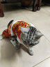 华元宠具（hoopet）猫咪衣服新年拜年服猫猫秋冬装德文保暖冬装宠物过年喜庆发财唐装 【吉祥】加绒加厚祥云唐装 M-胸围36-40cm（建议4-7斤） 实拍图
