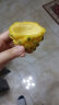闽农语果燕窝果云南麒麟果(现摘)黄色火龙果金色白心当季新鲜水果整箱送礼 3斤分享装【单果3-4两】 实拍图