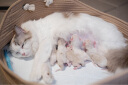 卫仕套装猫亲和羊奶粉200g*2小猫宠物新生猫羊奶粉营养速补帮助成长宠物营养品猫咪羊奶粉 实拍图