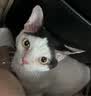 华元宠具（hoopet）猫梳子猫咪去浮毛梳毛刷宠物狗狗猫毛清理器幼猫按摩针梳开结除毛 橙绿梳子+led指甲剪（可照血线） 实拍图