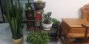 华观家居（Home Giving Furniture）可移动手推花架实木多层落地式花盆架子木质盆景阳台客厅室内多肉 经典款碳色中号带轮 实拍图