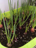 大禹四季红葱头种子香葱根苗小葱苗秧子种头火葱头老品种秋季蔬菜籽 红葱头蔬菜盆套餐含半斤葱头 实拍图