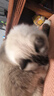 YITO宠物深海鱼油狗狗猫咪鱼油三文鱼油胶囊美毛掉毛黑鼻头浓缩鱼油 犬猫专用卵磷脂/300g/瓶 实拍图