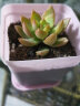 亿昂多肉植物/肉肉植物组合盆栽绿植花卉肉肉室内阳台    黄丽+彩色盆+土 含盆 实拍图