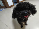 纽萃派（Nutri Pet）狗粮泰迪比熊博美雪纳瑞成犬幼犬通用5斤小型犬专用多犬种可选 吉娃娃专用粮5斤 实拍图