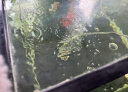 水医生硝化细菌鱼缸水族箱稳除氯气清澈净分解粪便消化用品 净水1000ML 晒单实拍图