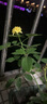 玩冒（WMO）玫瑰花大苗【3株+盆土肥】可自选当年开花大苗盆栽地栽耐寒花卉 粉色少女【3棵+盆土肥】 实拍图