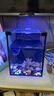 爬将军桌面斗鱼缸超白鱼缸迷你小型家用客厅办公室生态懒人水草缸 15cm缸（带盖+灯） 实拍图