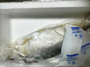 太湖海【年货珍馐礼盒】鲥鱼 鲜活现捕冰鲜淡水鱼类 江苏特产新孟河春节 鲥鱼（1-1.3斤/条）礼盒装 实拍图