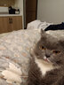 爱立方鸡肉粒补钙猫咪零食猫粮生骨肉宠物鸡胸肉主食冻干猫零食小鱼干 【细腻口感】鸡肉丁60g 实拍图