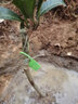 芥圃芒果树苗 官方旗舰 嫁接芒果苗大金煌芒四季红贵妃南方种植果树苗 澳芒果苗【带土带叶发货】 2年苗 高度：60-80公分 实拍图