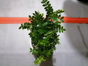 清香胡椒木绿植5年大苗四季长青会发出清香的植物清香木防蚊虫驱蚊草花卉室内客厅办公室桌面绿植不含盆 三年苗 实拍图