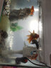 金利佳（Jeneca）鱼缸过滤器三合一吸水泵滤盒水族箱上滤上置循环过滤槽壁挂增氧 【小号黑色五件套】适长35-42cm 实拍图