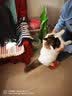 伊萨冀师傅猫粮 成猫幼猫猫粮全阶段通用猫粮 冀师傅10kg牛肉味 实拍图