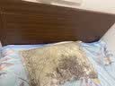 金柏栎【升级床板】实木床新中式双人床胡桃色木床简约主卧室家用单人床 胡桃色单床+10cm护脊棕垫+床头柜*1 1.5*2米【升级床板】 实拍图