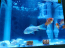 森森（SUNSUN）鱼缸水族箱桌面生态金鱼缸玻璃迷你小型客厅懒人免换水家用缸 (高清玻璃)白230(带20件套) 实拍图