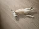 愛肯拿（ACANA）猫粮农场盛宴牧场盛宴进口幼成猫通用鸡肉味全猫粮【官方授权】 【详情页领券更优惠】1.8kg-27/10/30 实拍图
