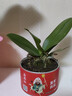 锦枫（jinfeng）4年大苗蝴蝶兰花苗鲜花四季植物室内客厅盆栽绿植花卉兰花苗大苗 蝶恋蝴蝶兰+透明原盆+原土 实拍图