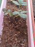 史丹利种草莓肥料专用肥营养肥盆栽营养液家用水溶肥有机复合肥 实拍图