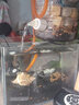 云峰海瑞鱼缸水草泥 水草缸造景水族箱鱼缸造景底砂陶粒砂水草用品 第二代进阶水草泥2L肥力净水加倍 实拍图