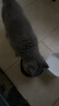 麦富迪 猫粮藻趣儿美毛冻干幼猫粮1.5kg 实拍图