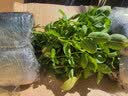 清韵伊人 月季花苗树苗四季开花特大花盆栽地载花苗庭院阳台爬藤 金丝雀【不爬藤】 实拍图
