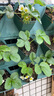 15颗丹东9999盆栽地栽草莓苗带土发货丹东草莓苗丹东地栽盆栽草莓苗绿植 丹东99草莓营养杯苗4棵 15cm(含)-30cm(不含) 实拍图
