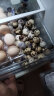 香丹青新鲜生鹌鹑蛋100枚 当日鲜蛋 晒单实拍图