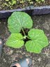 yuanyiba水果套袋防鸟防虫专用网袋葡萄无花果枇杷芒果草莓桃子保护袋子 35x50cm/10个/西瓜南瓜冬瓜 实拍图