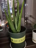 雅卉（YAHUI）盆栽苗含盆不夜城 库拉索芦荟盆 库拉索3年苗 不含盆 实拍图