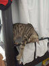 猫玩具 逗猫棒激光笔猫抓板猫转盘球宠物逗猫咪玩具套装 发声小老鼠 实拍图