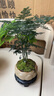 幼薇文竹盆栽植物室内绿化四季迷你办公室绿植摆件桌面好养创意小盆景 文竹+莲花瓷盆+圆形底盘 带盆栽好 实拍图