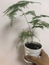 泰西丝绿植盆栽植物室内客厅绿植小盆景四季常青办公室小盆栽花卉 文竹+螺纹盆 实拍图
