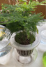 锦枫锦枫（jinfeng）办公室水培绿植花卉盆栽玻璃花盆水培植物 办公室B【4盆】 含盆栽好 实拍图