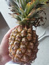 鲜武士海南凤梨金钻凤梨大果菠萝手撕无眼脆甜新鲜热带水果 金钻凤梨大果1个装 实拍图