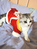 华元宠具（hoopet）猫咪衣服新年拜年服猫猫秋冬装德文保暖冬装宠物过年喜庆发财唐装 【好运】恭喜发财舞狮唐装 M-胸围36-40cm（建议4-7斤） 实拍图
