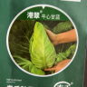 寿禾 牛心甘蓝种子卷心菜包菜四季蔬菜籽 潍育港翠牛心甘蓝种子100粒 实拍图